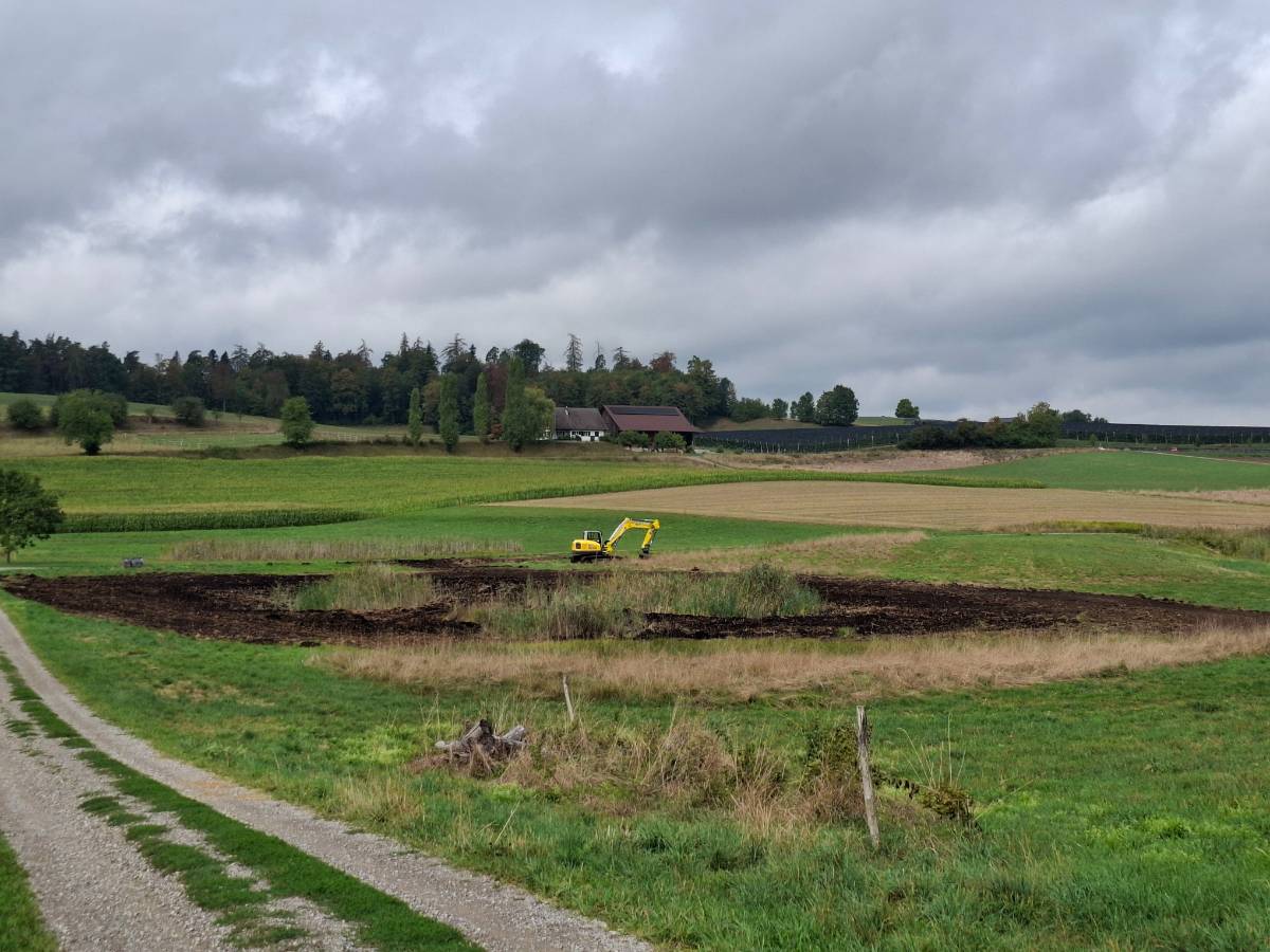 Das Riet am Nussbaumersee konnte aufgewertet werden