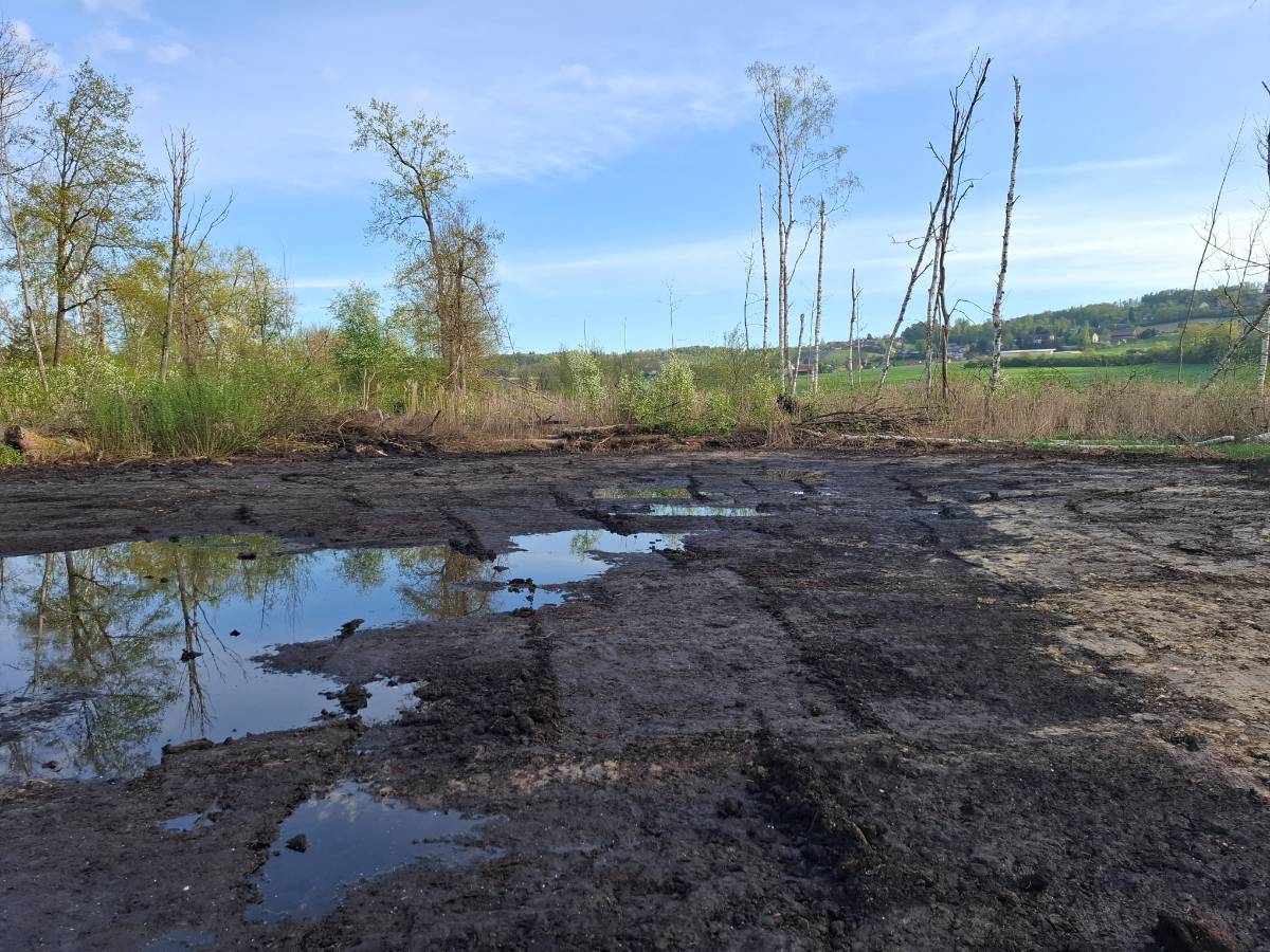 Auf der abgezogenen Fläche soll bald eine artenreiche Flachmoorvegetation blühen.