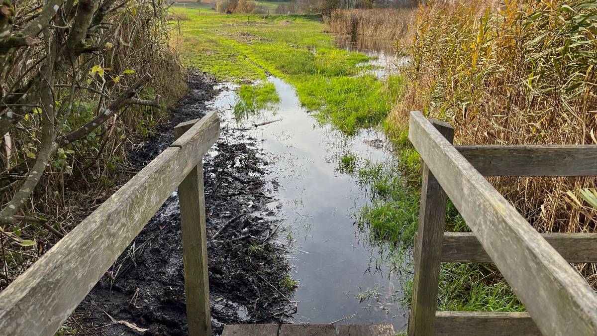 Wasser auf den Wegen zeugt von der Einstauung durch den Biber.